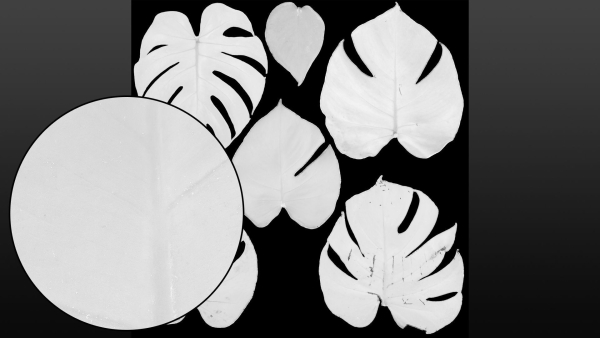 Monstera deliciosa leaves textures and model