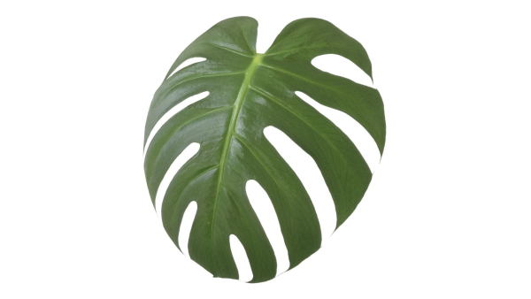 Monstera deliciosa leaves textures and model