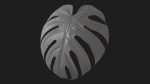 Monstera deliciosa leaves textures and model