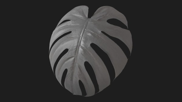 Monstera deliciosa leaves textures and model