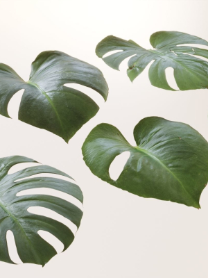 Monstera deliciosa leaves textures and model