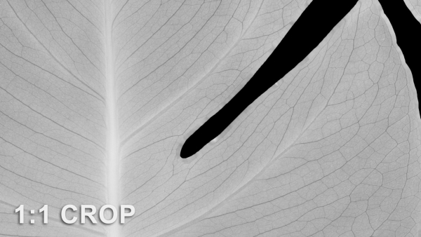 Monstera deliciosa leaves textures and model
