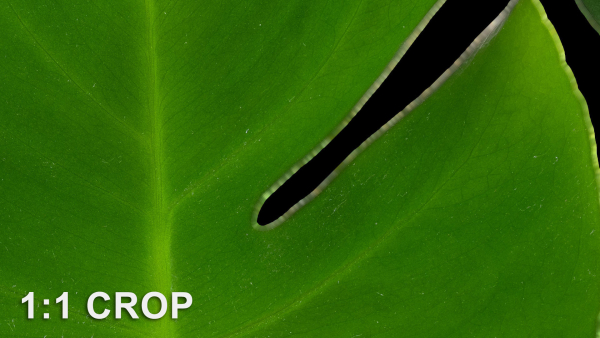 Monstera deliciosa leaves textures and model