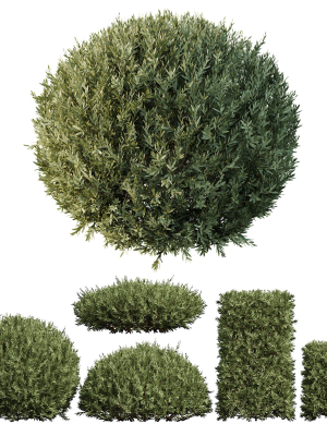 Montra Olive Bush02