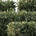 Montra Olive Bush02