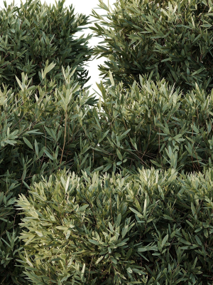montra-olive-bush02-3d-model-a9d528118f