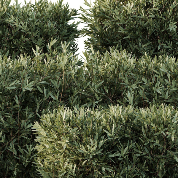 Montra Olive Bush02