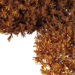 Montra Olive Bush02