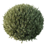 Montra Olive Bush02