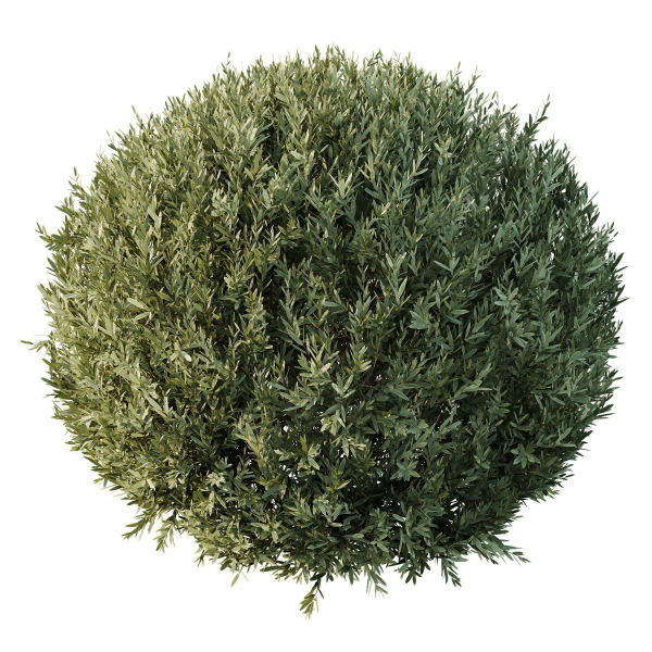 Montra Olive Bush02