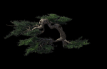Mount Putuo-Pine 19