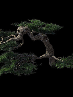 mount-putuo-pine-19-3d-model-max