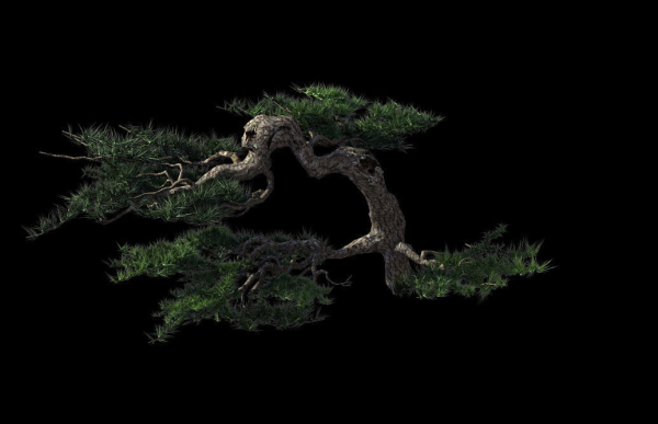 Mount Putuo-Pine 19