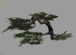 Mount Putuo-Pine 19