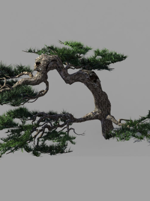 Mount Putuo-Pine 19
