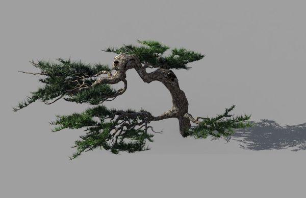 Mount Putuo-Pine 19