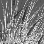 Muhlenbergia rigens 01