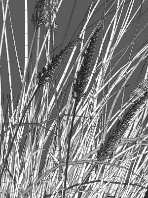 muhlenbergia-rigens-01-3d-model-max-obj-fbx