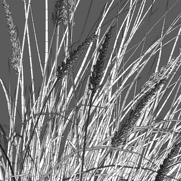 Muhlenbergia rigens 01