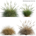 Muhlenbergia rigens 01