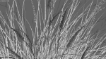 Muhlenbergia rigens 01