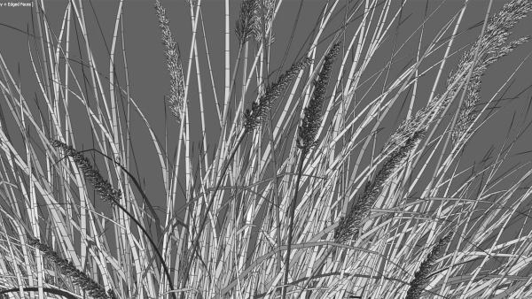 Muhlenbergia rigens 01