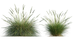 Muhlenbergia rigens 01