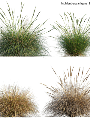 Muhlenbergia rigens 01