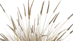 Muhlenbergia rigens 01