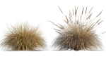 Muhlenbergia rigens 01