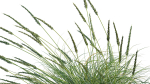Muhlenbergia rigens 01