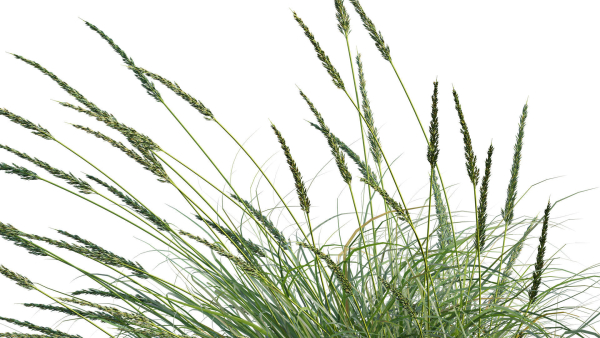 Muhlenbergia rigens 01