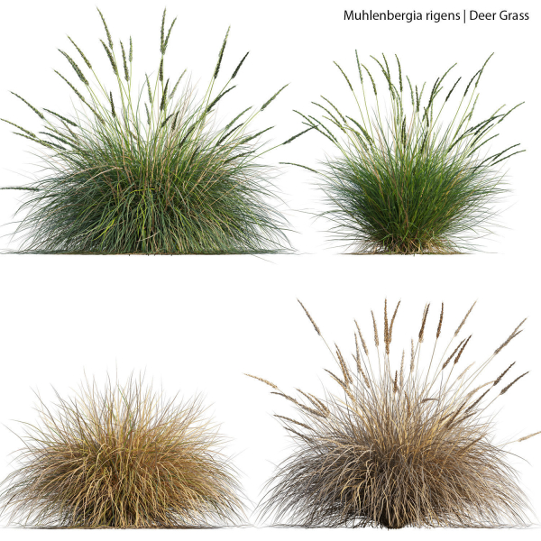 Muhlenbergia rigens 01
