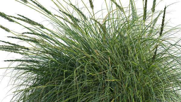 Muhlenbergia rigens 01