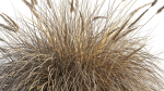 Muhlenbergia rigens 01