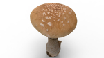 Mushroom