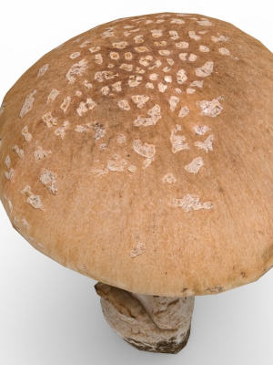 mushroom-3d-model-52177899ce