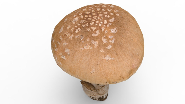 Mushroom