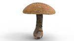 Mushroom