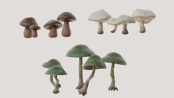 Mushrooms wooden mushroom
