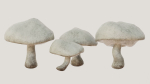 Mushrooms wooden mushroom