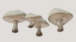 Mushrooms wooden mushroom