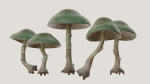 Mushrooms wooden mushroom