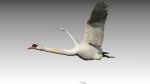 Mute Swan