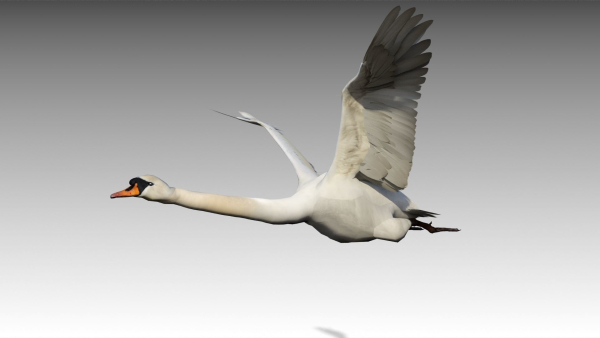 Mute Swan