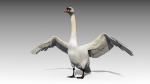 Mute Swan