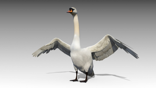 Mute Swan