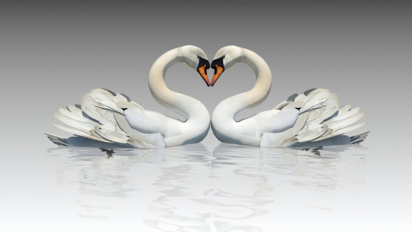 Mute Swan