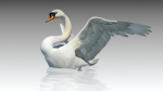 Mute Swan