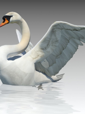 Mute Swan